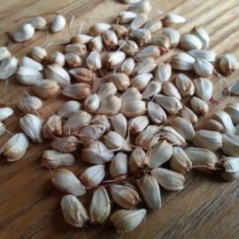Safflower Seeds